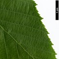 SpeciesSub: subsp. glabrata